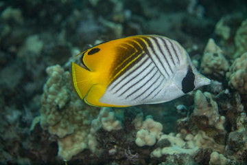 Coral reef fish life