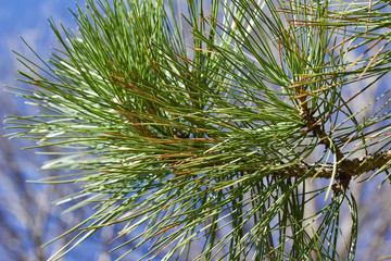 Upward abstract view of the textures of pine tree branches against a bright blue sky background