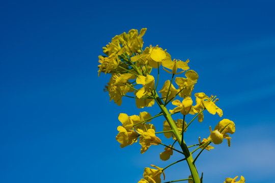 a yellow rape-seed blossom before a blue sky