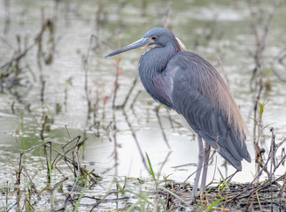 Little blue heron in the wetlands in central Florida, USA