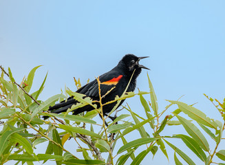 Male red winged blackbird singing