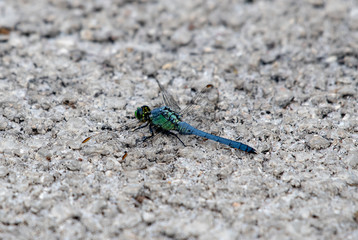 Closeup of a blue dragonfly 