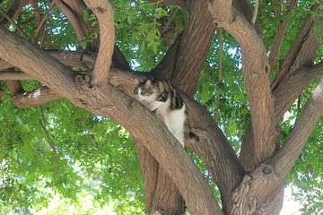 Cat chasing prey on a tree