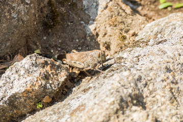 grasshopper on the stones