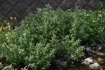 Water speedwell growing in the river.