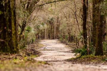 Dusty dirt path through the woods in Florida
