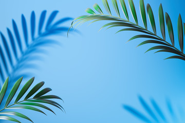 Fototapeta na wymiar Tropical plant shadow on light blue background with empty space. 3D rendering.