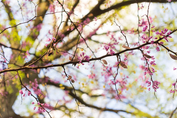 Pink flowering redbud tree in the spring