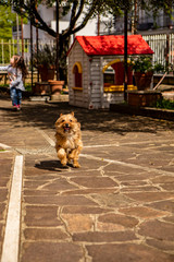 A small brown mongrel dog runs happily towards the camera, chased by a little girl. Love for pets. Care for animals. Happy dog.