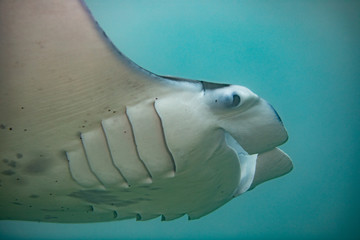 Manta ray in Hawaii