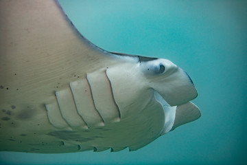 Fototapeta premium Manta ray in Hawaii