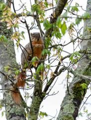 Red squirrel eating in Hot Springs, Arkansas USA