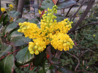 Mahonia japonica shrub during flowering. Spring