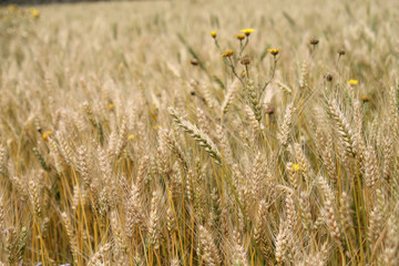 Golden ears of wheat on a field