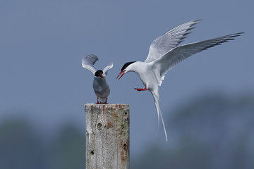 Arctic tern (Sterna paradisaea)