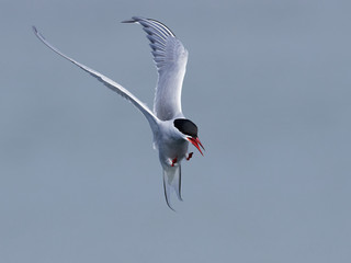 Arctic tern (Sterna paradisaea)