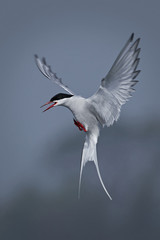 Arctic tern (Sterna paradisaea)