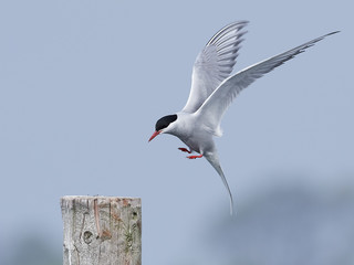 Arctic tern (Sterna paradisaea)