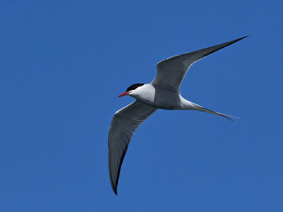 Arctic tern (Sterna paradisaea)