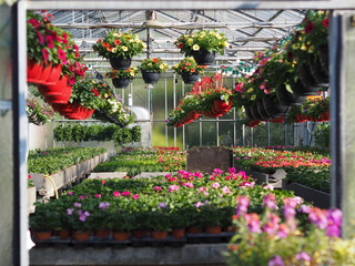 Fototapeta na wymiar flowers in greenhouse