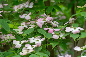 Fototapeta premium Dogwood trees in full bloom in Hot Springs, Arkansas USA