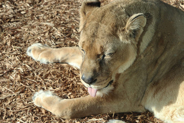 Lioness With Tongue Out. Lioness licking and cleaning herself with her tongue.