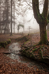 colorful autumn at otzarreta forest in gorbea natural park, basque country. Spain