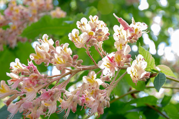 Dogwood trees in full bloom in Hot Springs, Arkansas USA