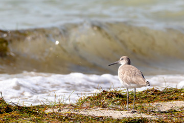 Willet on a beach at the Gulf of Mexico in Florida
