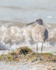 Willet on a beach at the Gulf of Mexico in Florida