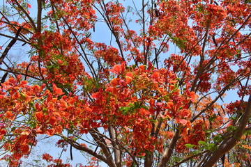 Renacer de las flores