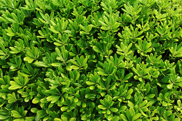 Fototapeta na wymiar green leaf background texture. the leaves are close.