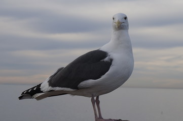 Seagull