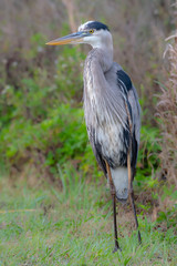 Wild great blue heron in Florida
