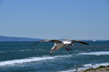 Seagull very closeup