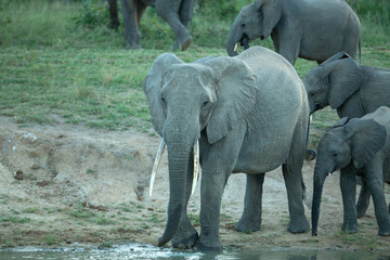 Fototapeta premium Large tusked female elephant cow quenching her thirst.