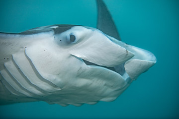 Manta ray in Hawaii