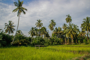Obraz na płótnie Canvas Bright green rice field with coconut palms. Indonesia, Sumatra Island