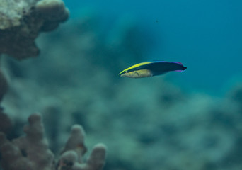 Fototapeta na wymiar Coral reef fish life