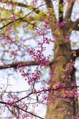 Pink flowering redbud tree in the spring