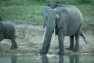 Large tusked female elephant cow quenching her thirst.