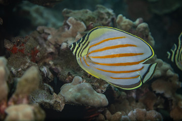 Naklejka na ściany i meble Coral reef fish life