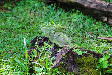 wild reptil in Green área