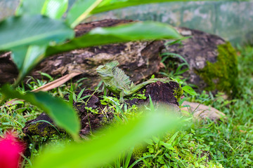 wild reptil in Green área