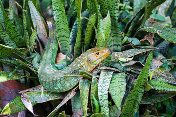 wild reptil in Green área