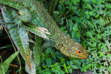 wild reptil in Green área