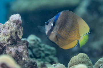 Naklejka na ściany i meble Coral reef fish life