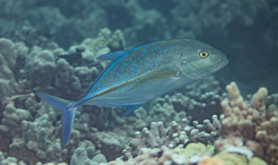Fototapeta premium Coral reef fish life