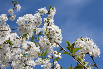 White flowers on a branch against the blue sky