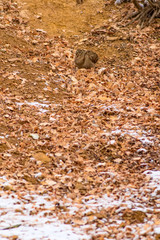 Obraz premium Camouflage bird woodcock. Brown dry leaves background. Bird: Eurasian Woodcock. Scolopax rusticola.